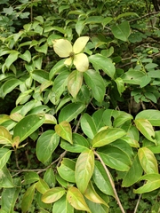 Cornus hongkongensis