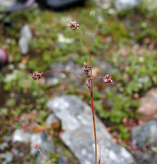 Luzula arcuata