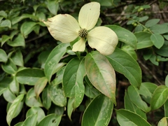 Cornus hongkongensis