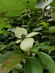 Cornus hongkongensis