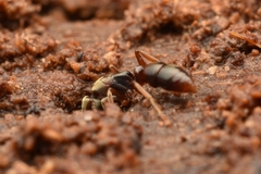 Pseudoponera
