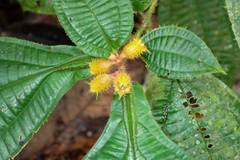 Miconia alternidomatia