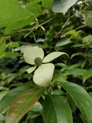 Cornus hongkongensis