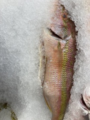 Ocyurus