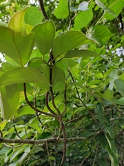 Cornus hongkongensis