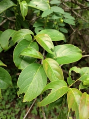 Cornus hongkongensis