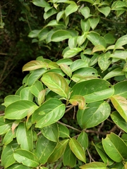 Cornus hongkongensis