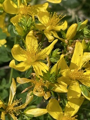 Hypericum perforatum