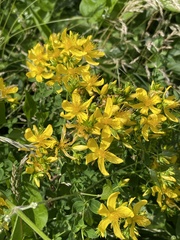 Hypericum perforatum