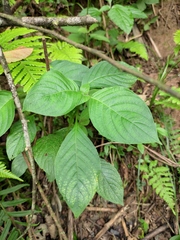 Mussaenda shikokiana