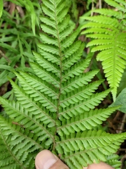 Ctenitis subglandulosa