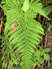 Ctenitis subglandulosa