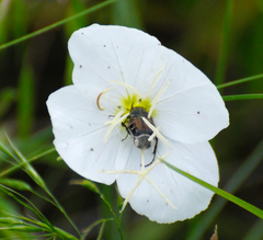 Trichiotinus piger