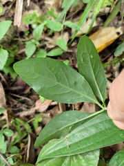 Codonopsis lanceolata