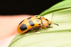 Chelobasis bicolor