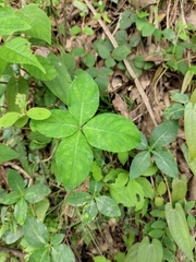 Codonopsis lanceolata