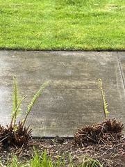 Melospiza melodia morphna