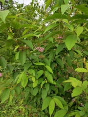 Callicarpa bodinieri