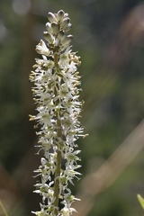 Hastingsia alba