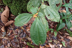 Miconia alternidomatia