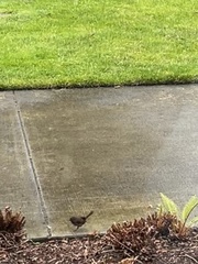 Melospiza melodia morphna