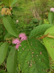 Callicarpa bodinieri