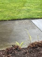 Melospiza melodia morphna