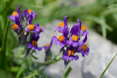 Linaria alpina alpina