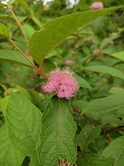 Callicarpa bodinieri