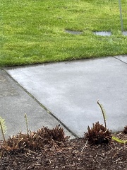 Melospiza melodia morphna