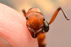 Gnamptogenys concinna