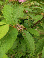 Callicarpa bodinieri