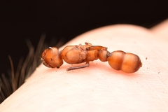 Gnamptogenys concinna