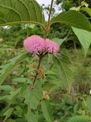 Callicarpa bodinieri