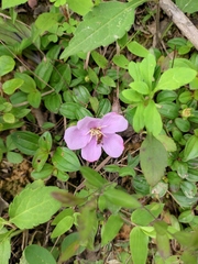 Melastoma dodecandrum