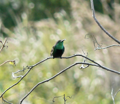 Anthracothorax viridigula