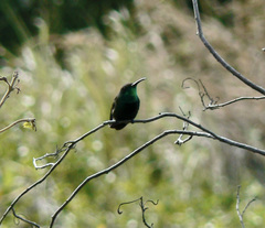 Anthracothorax viridigula