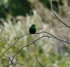 Anthracothorax viridigula