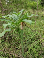 Arisaema heterophyllum