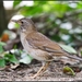 Pale Thrush - Photo (c) Nash Chou, some rights reserved (CC BY-NC)