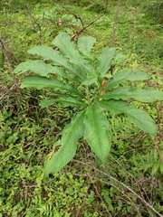 Arisaema heterophyllum