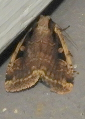 Eueretagrotis sigmoides