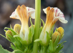 Penstemon deustus pedicellatus