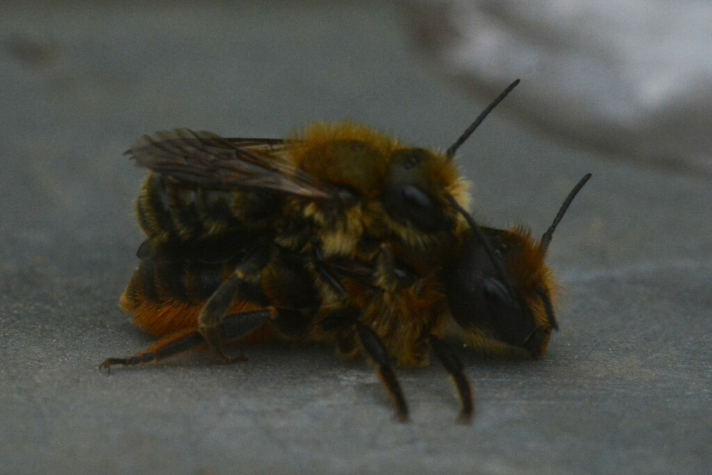 Orange-vented Mason Bee