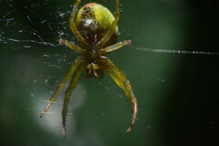 Araniella opisthographa