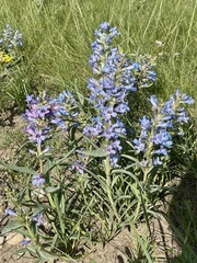 Penstemon angustifolius