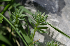 Linaria alpina alpina