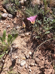 Calochortus nuttallii