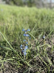 Penstemon angustifolius