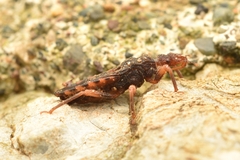 Cryptophysoderes fairchildi